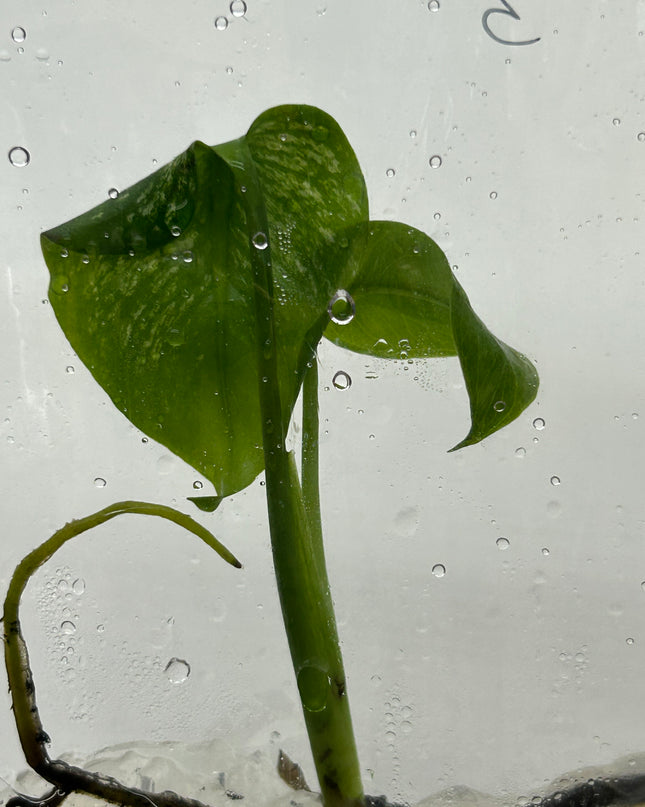 Monstera Devil Monster Variegated B Grade Tissue Culture (1 plant/bag)