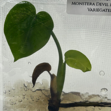 Monstera Devil Monster Variegated B Grade Tissue Culture (1 plant/bag)
