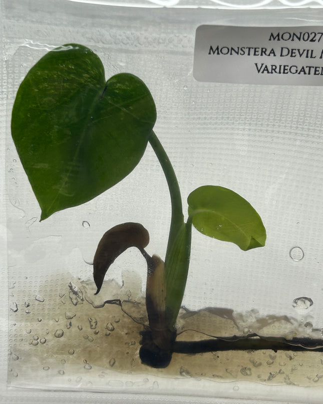 Monstera Devil Monster Variegated B Grade Tissue Culture (1 plant/bag)