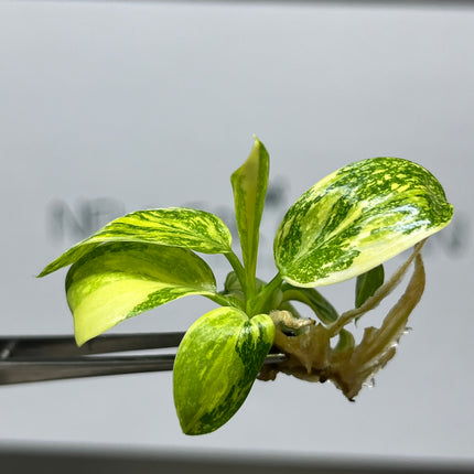 Wholesale Philodendron Green Congo Hybrid Variegated Tissue Culture (10 Bags)