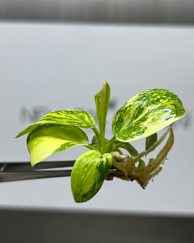 Wholesale Philodendron Green Congo Hybrid Variegated Tissue Culture (10 Bags)