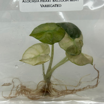 Alocasia Heart Balloon Mint Variegated (1 item/bag) Tissue Culture