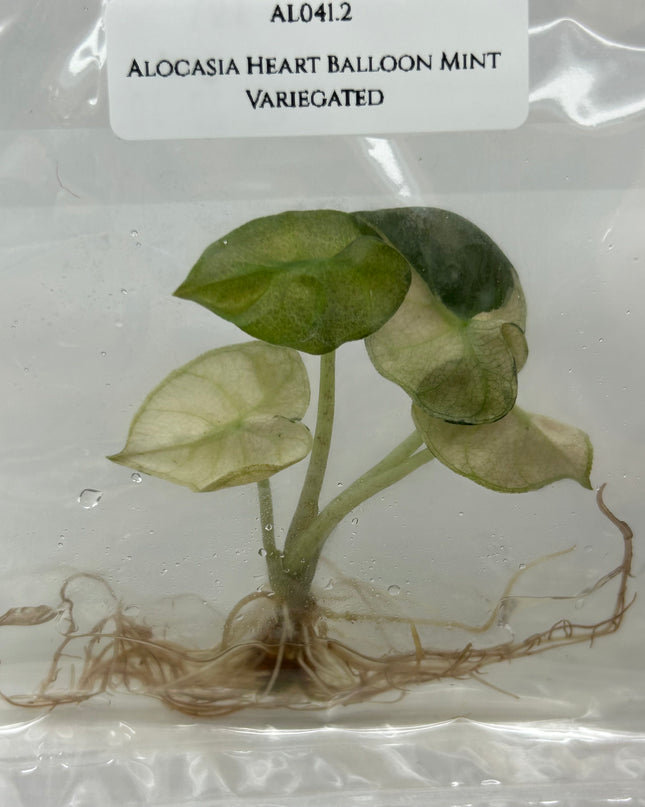Alocasia Heart Balloon Mint Variegated (1 item/bag) Tissue Culture