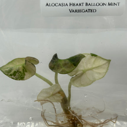 Alocasia Heart Balloon Mint Variegated (1 item/bag) Tissue Culture