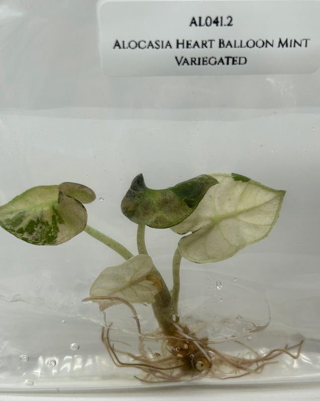 Alocasia Heart Balloon Mint Variegated (1 item/bag) Tissue Culture