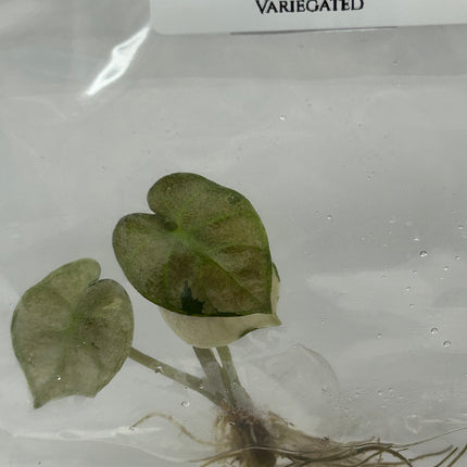 Alocasia Heart Balloon Mint Variegated (1 item/bag) Tissue Culture