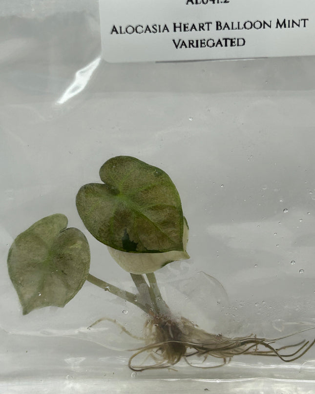 Alocasia Heart Balloon Mint Variegated (1 item/bag) Tissue Culture