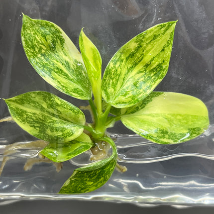 Wholesale Philodendron Green Congo Hybrid Variegated Tissue Culture (10 Bags)