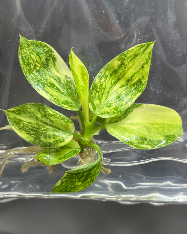 Wholesale Philodendron Green Congo Hybrid Variegated Tissue Culture (10 Bags)