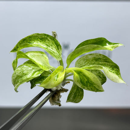 Wholesale Philodendron Giganteum Variegated Tissue Culture (10 Bags)
