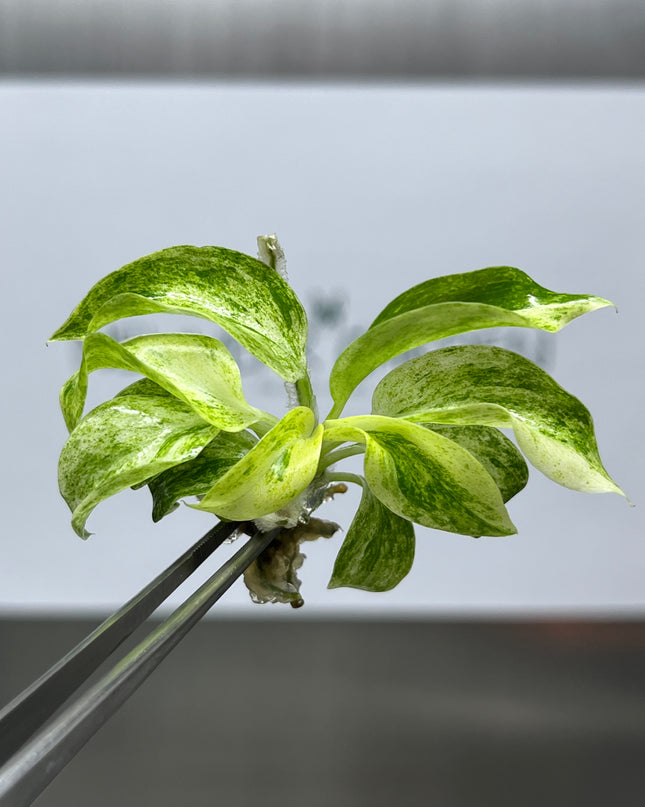 Wholesale Philodendron Giganteum Variegated Tissue Culture (10 Bags)