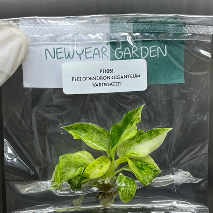 Wholesale Philodendron Giganteum Variegated Tissue Culture (10 Bags)