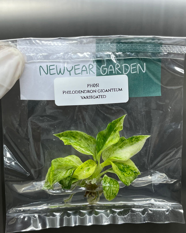 Wholesale Philodendron Giganteum Variegated Tissue Culture (10 Bags)