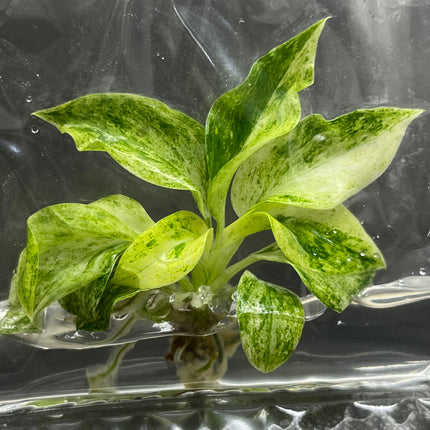 Wholesale Philodendron Giganteum Variegated Tissue Culture (10 Bags)