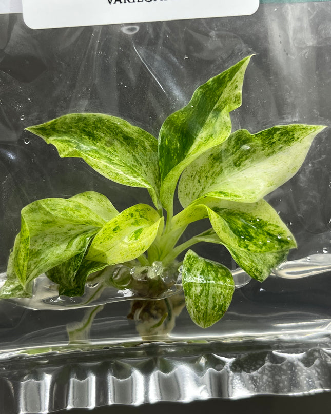 Wholesale Philodendron Giganteum Variegated Tissue Culture (10 Bags)
