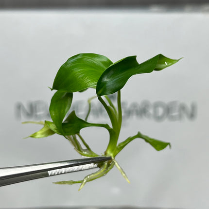 Homalomena Chan Chao Chom Tissue Culture (1 plant/bag)