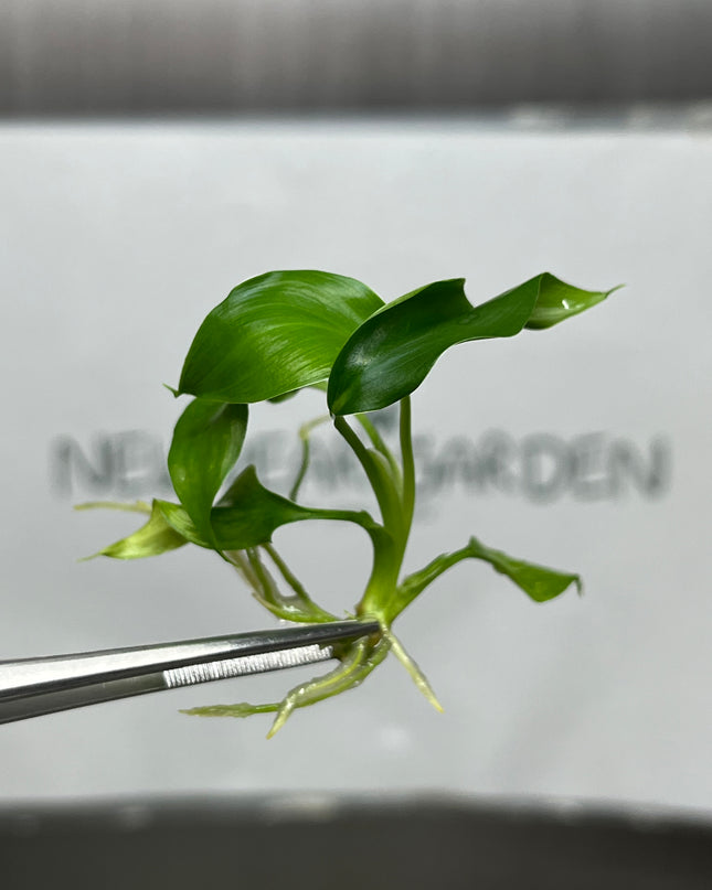 Homalomena Chan Chao Chom Tissue Culture (1 plant/bag)