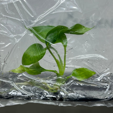 Homalomena Chan Chao Chom Tissue Culture (1 plant/bag)
