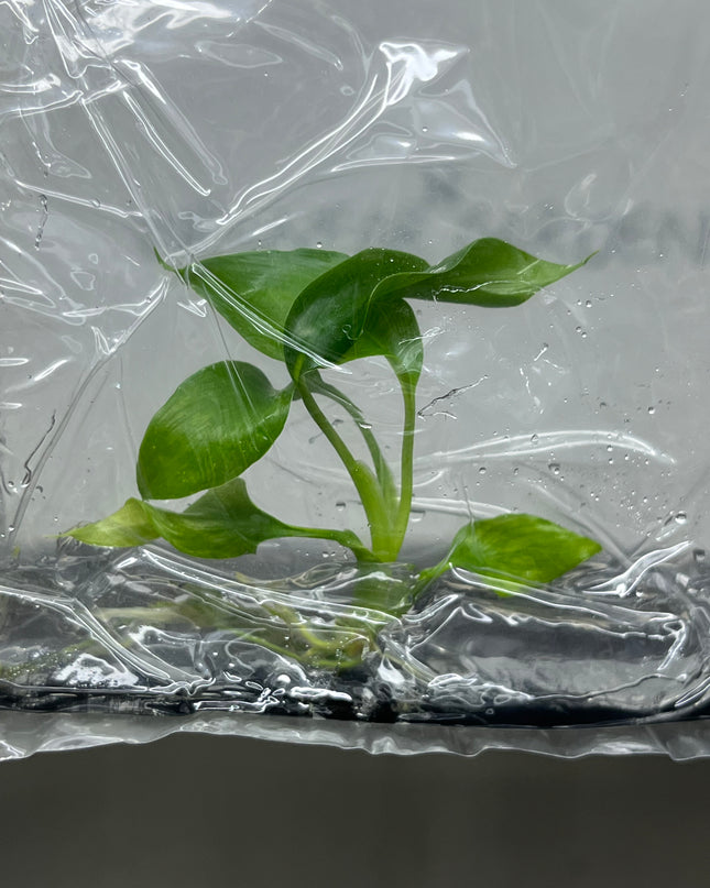 Homalomena Chan Chao Chom Tissue Culture (1 plant/bag)