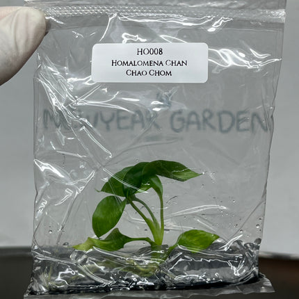 Homalomena Chan Chao Chom Tissue Culture (1 plant/bag)