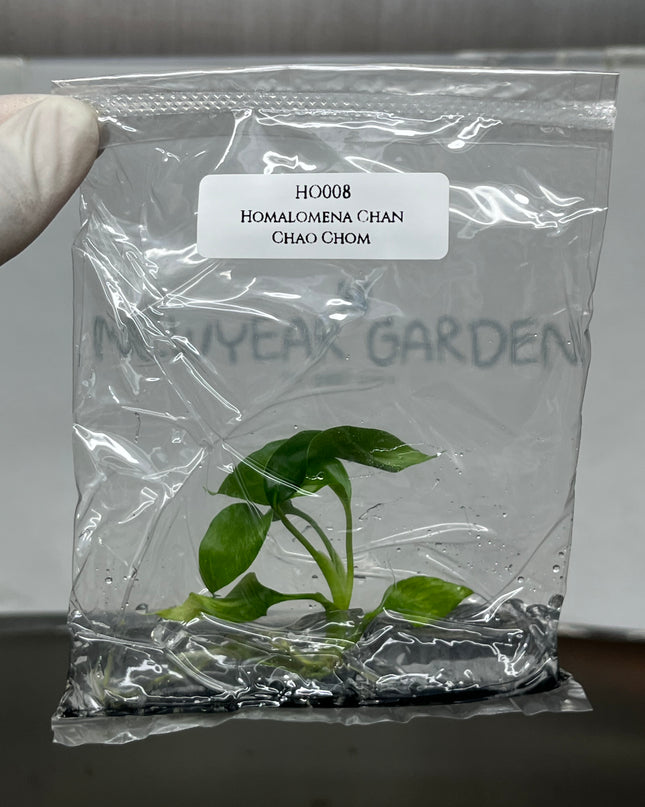 Homalomena Chan Chao Chom Tissue Culture (1 plant/bag)