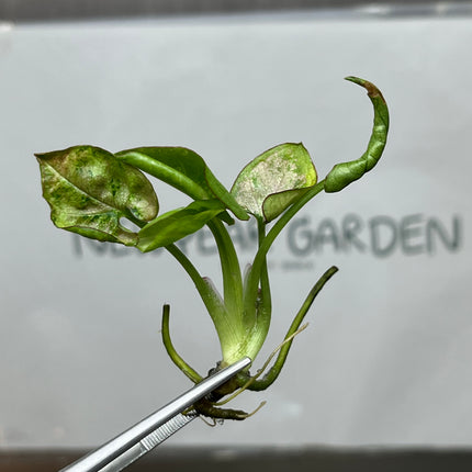 Syngonium Milk Confetti Tricolor Variegated Tissue Culture (1 plant/bag)