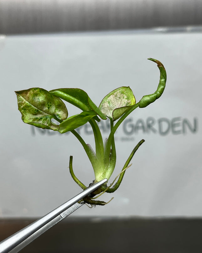 Syngonium Milk Confetti Tricolor Variegated Tissue Culture (1 plant/bag)