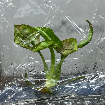 Syngonium Milk Confetti Tricolor Variegated Tissue Culture (1 plant/bag)