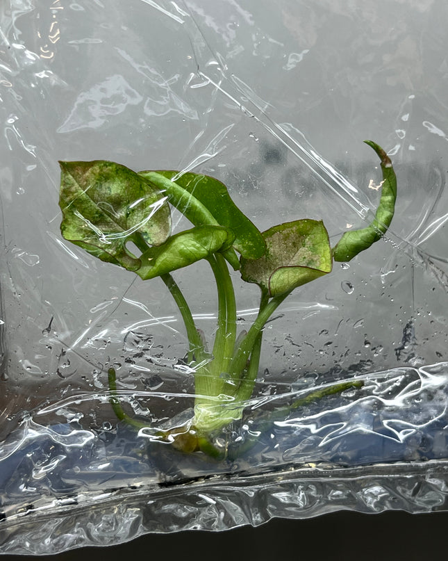 Syngonium Milk Confetti Tricolor Variegated Tissue Culture (1 plant/bag)