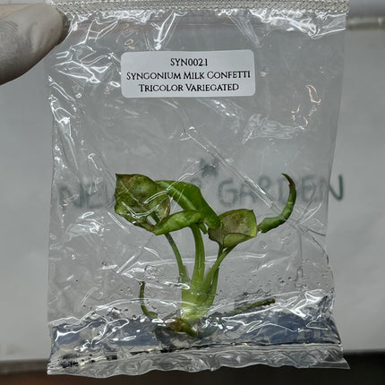 Syngonium Milk Confetti Tricolor Variegated Tissue Culture (1 plant/bag)
