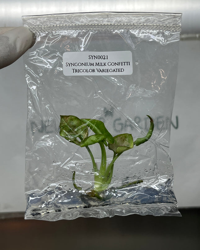 Syngonium Milk Confetti Tricolor Variegated Tissue Culture (1 plant/bag)