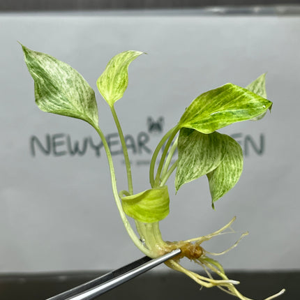 Homalomena Sulcata cream frost Variegated Tissue Culture (1 plant/bag)