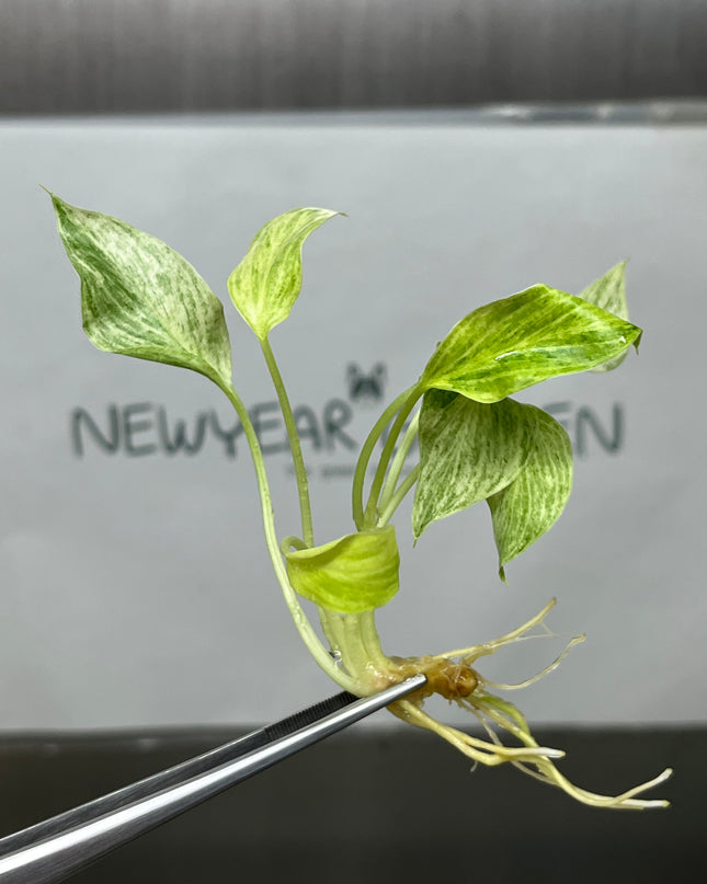 Homalomena Sulcata cream frost Variegated Tissue Culture (1 plant/bag)