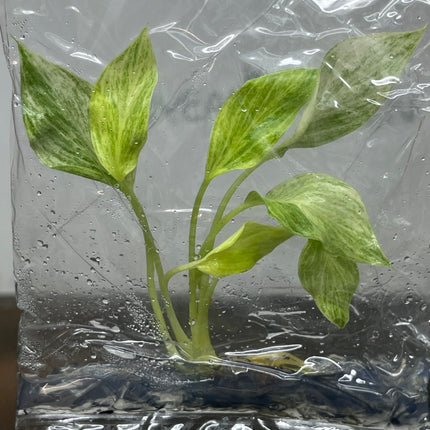 Homalomena Sulcata cream frost Variegated Tissue Culture (1 plant/bag)