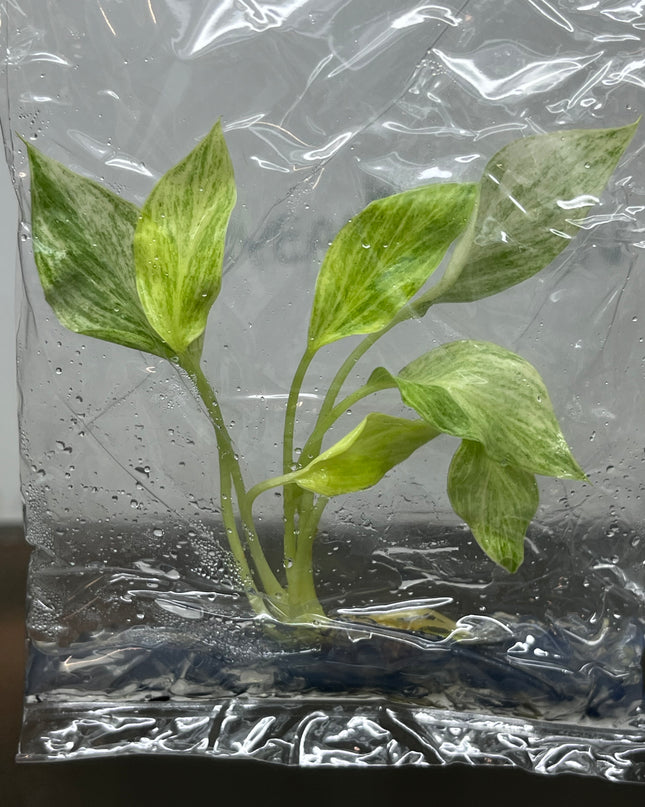 Homalomena Sulcata cream frost Variegated Tissue Culture (1 plant/bag)