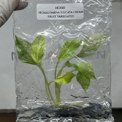 Homalomena Sulcata cream frost Variegated Tissue Culture (1 plant/bag)