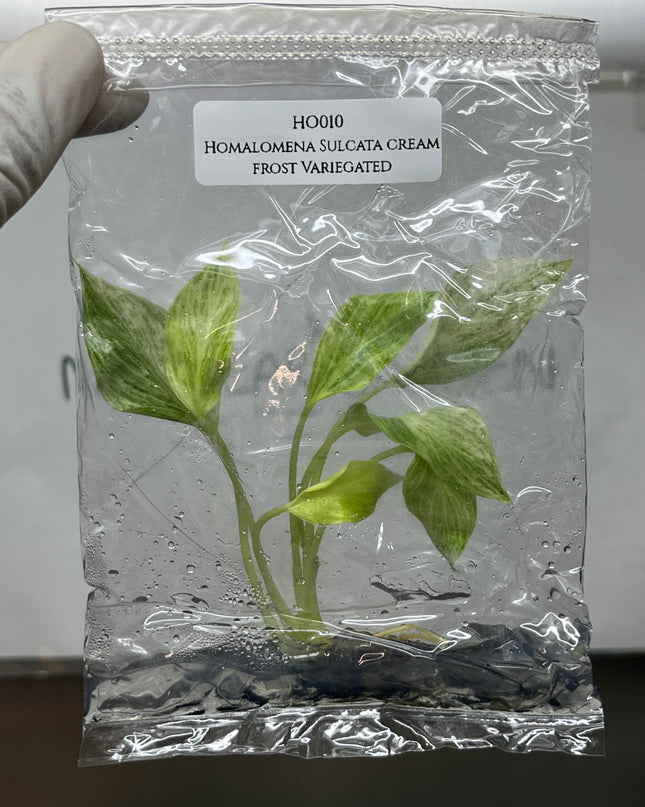 Homalomena Sulcata cream frost Variegated Tissue Culture (1 plant/bag)