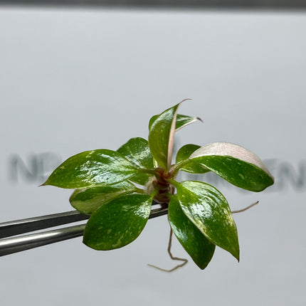 Wholesale Philodendron Pink Princess Variegated Tissue Culture (10 Bags)