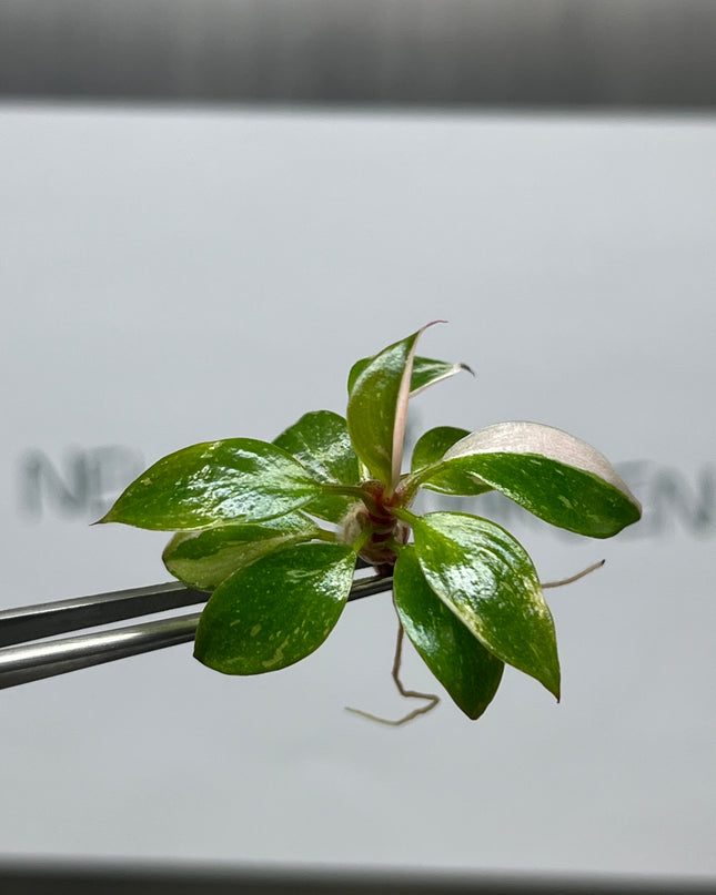 Wholesale Philodendron Pink Princess Variegated Tissue Culture (10 Bags)
