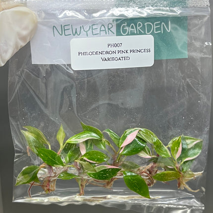 Wholesale Philodendron Pink Princess Variegated Tissue Culture (10 Bags)