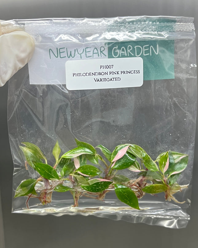 Wholesale Philodendron Pink Princess Variegated Tissue Culture (10 Bags)