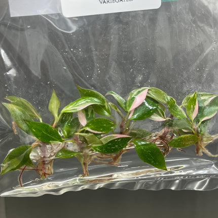 Wholesale Philodendron Pink Princess Variegated Tissue Culture (10 Bags)