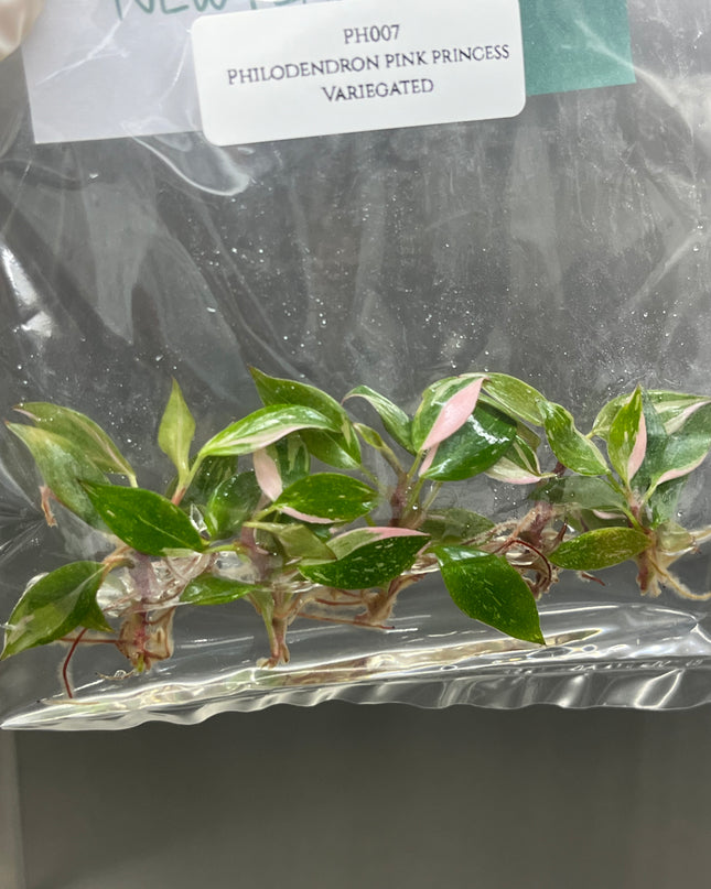 Wholesale Philodendron Pink Princess Variegated Tissue Culture (10 Bags)