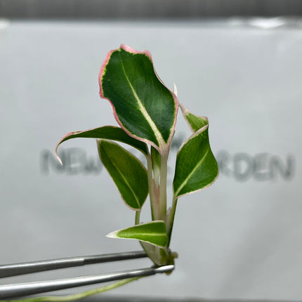Aglaonema Aurora Orange Tissue Culture (5 items/bag)