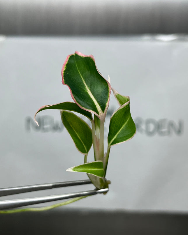 Aglaonema Aurora Orange Tissue Culture (5 items/bag)