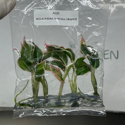 Aglaonema Aurora Orange Tissue Culture (5 items/bag)