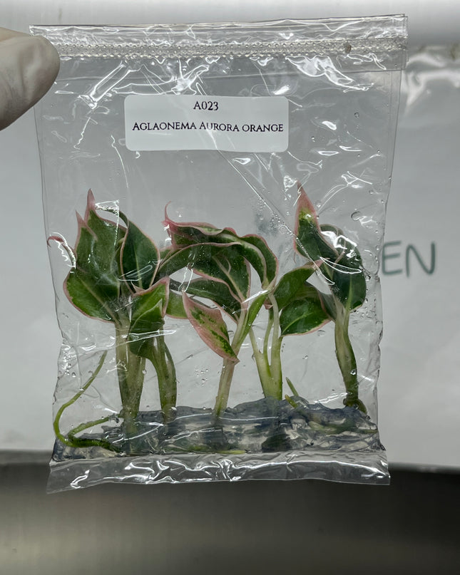 Aglaonema Aurora Orange Tissue Culture (5 items/bag)