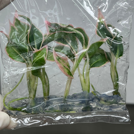 Aglaonema Aurora Orange Tissue Culture (5 items/bag)