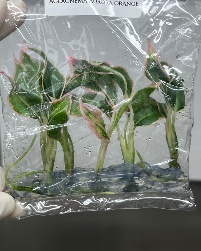 Aglaonema Aurora Orange Tissue Culture (5 items/bag)