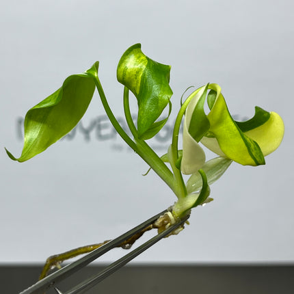 Wholesale Monstera Aurea Variegated Tissue Culture (10 Bags)